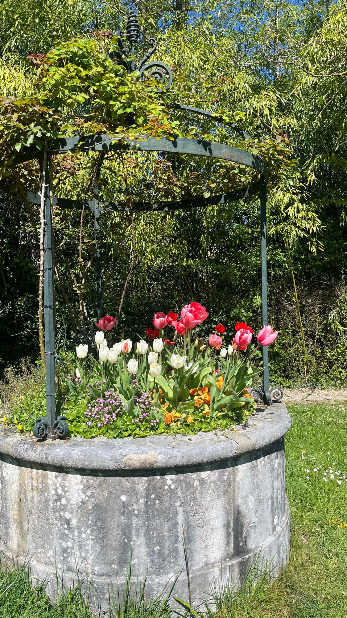 Tulipes Ephémères Champs tant Le puits semant Des couleurs d’été